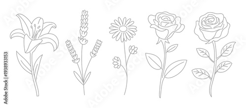 Simple Line Collection of Five Different Flowers: Lily, Lavender, Daisy, and Roses