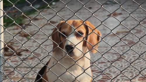 The dog is inside the fence of the house.