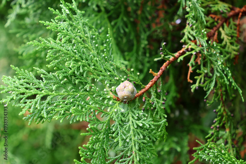 Close-up of pine tree branch with small pine nut and fresh green needles dotted with dew drops