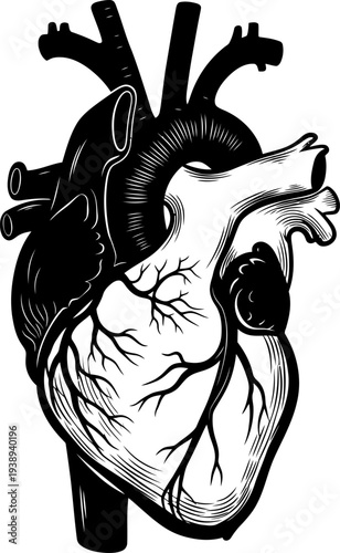 A black and white drawing of a human heart Vector