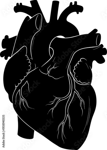 A black and white image of a human heart Vector