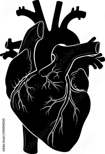A black and white illustration of a human heart Vector