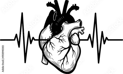 A heart with an ecg rhythm line Vector