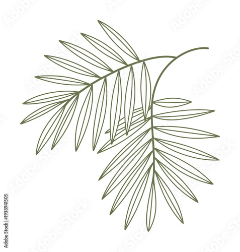 Minimalist green palm frond on white background