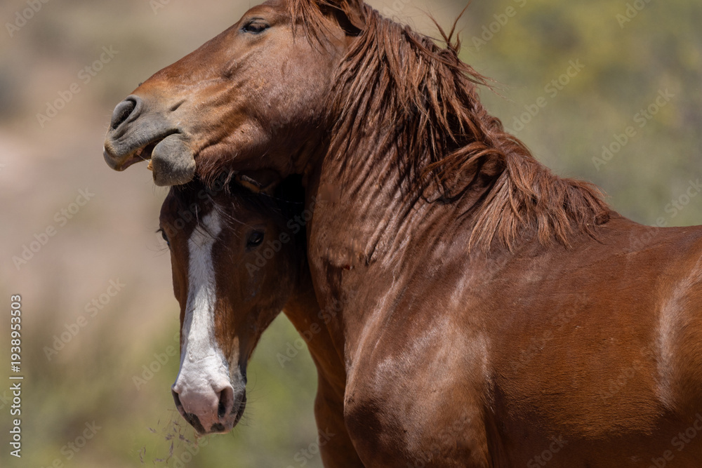 Obraz premium Strong Wild Horse Stallions Fighting for Dominance at Salt River Arizona United States