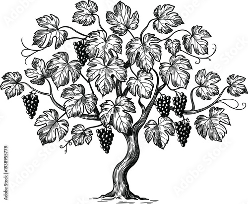 Artistic grapevine tree vector illustration with ripe grape bunches and lush leaves for vineyard designs