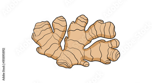 Large piece of fresh ginger root with its unique irregular shape and light brown skin used as a spice and for health benefits in vector.