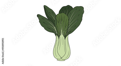 Fresh green bok choy or chinese cabbage with crisp leaves and a pale green stem representing healthy asian vegetables in a vector drawing.