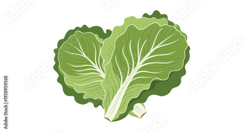 Pair of fresh green romaine lettuce leaves with crisp white stems isolated on white background for salad theme and diet.