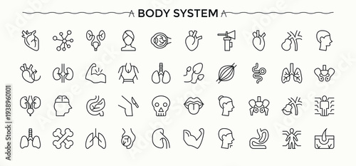 Human Body icon set. Minimal linear icons. Includes symbols for anatomy, human, body. Vector illustration in modern line style. Man icon set.