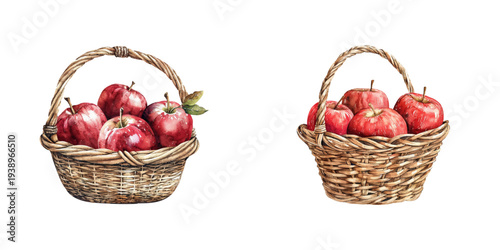 apple basket watercolor vector illustration