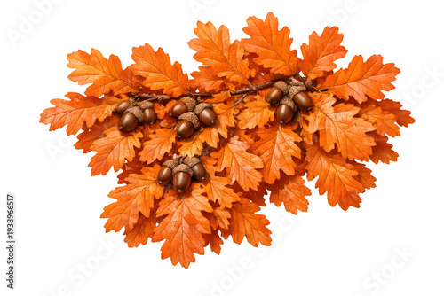 Oak branch showcasing bright orange autumn foliage with mature brown acorns, depicting the season of fall and nature's bounty