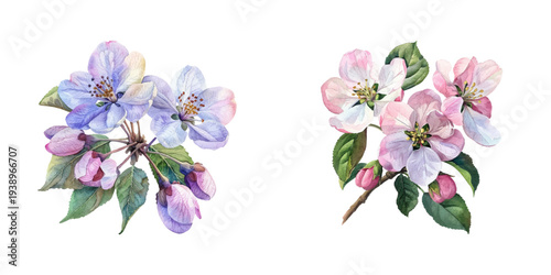 apple blossoms watercolor vector illustration