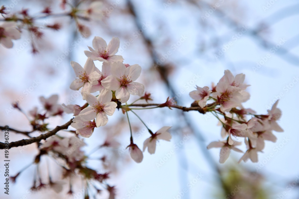 Obraz premium 桜、日本