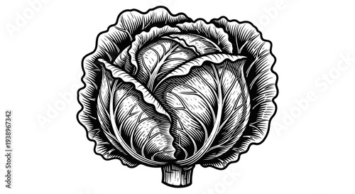 Vintage cabbage engraving style botanical vegetable illustration