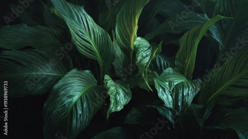 Leaves of spathiphyllum cannifolium creating abstract green texture background, dark tropical foliage pattern with lush natural leaves, botanical nature backdrop with rich deep green tones, elegant or