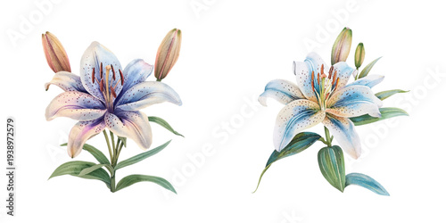 beautiful lily flower watercolor vector illustration
