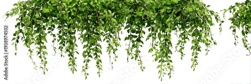 Lush green vines cascade from above, creating a natural curtain