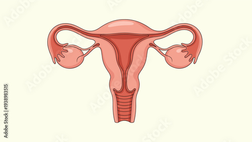 Anatomical illustration of the human female reproductive system including the uterus fallopian tubes and ovaries.