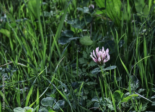 pink flower in green grass 