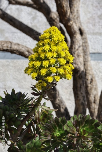 yellow flower of aeoniun