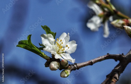 Almond blossom in spring