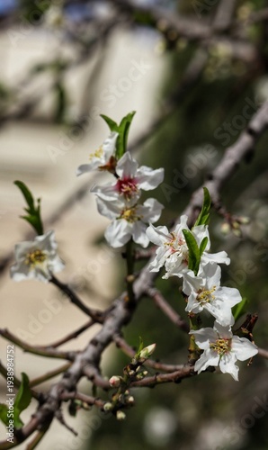 Almond tree blossom