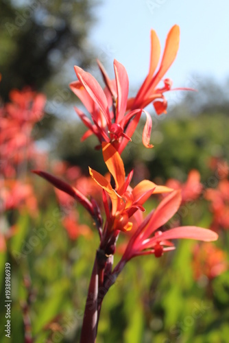 In Bloom 