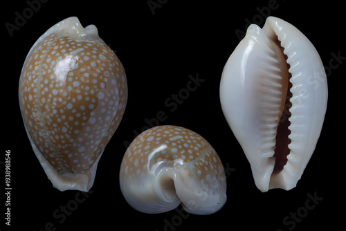 erosaria miliaris miliaris - miliaris cowry