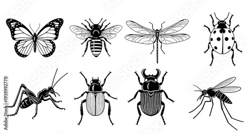 Nature  Biology: Black and White Line Art Insect Collection - Butterfly, Bee, Beetle  More