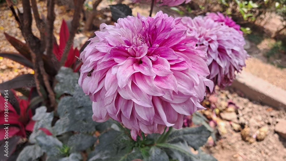Fototapeta premium Pink Dahlia Flower Blooming on Green Nature Background