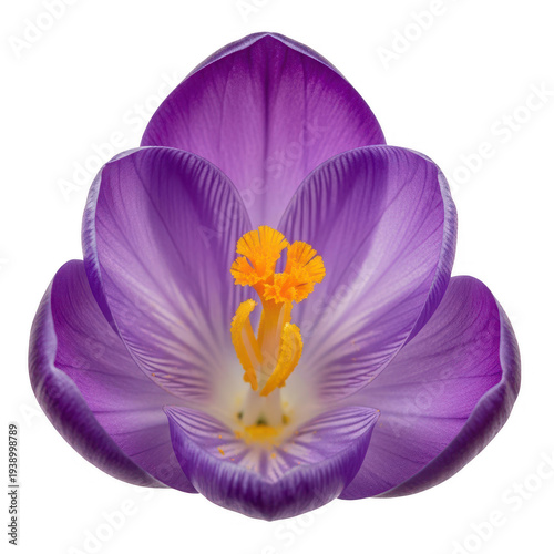 A delicate purple crocus flower with vibrant yellow stamens in full bloom isolated on transparent background