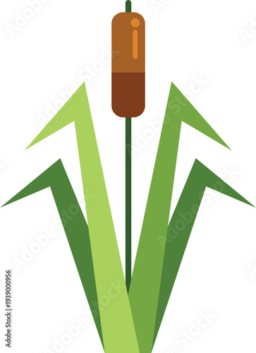 Cattail plant with green leaves and brown head showing aquatic nature