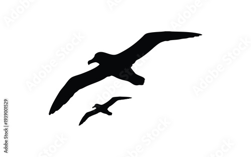 albatross birds flying in the air isolated on white background
