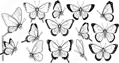 Nature Butterfly Collection - Black and White Hand-Drawn Line Art Sketch Set of Flying Insects with Open and Closed Wings Isolated on White