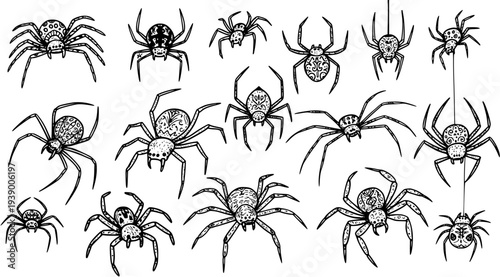 Detailed Hand-Drawn Black and White Line Art Spiders Set for Nature, Halloween, and Entomology Designs