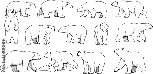 Black and White Line Art Collection of Polar Bears in Various Poses