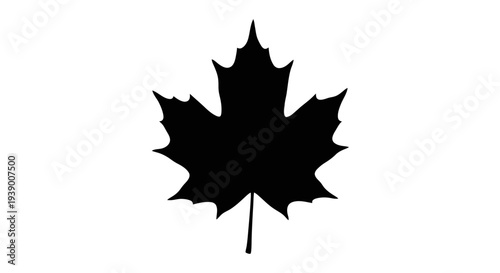 Black Maple Leaf Silhouette Icon.