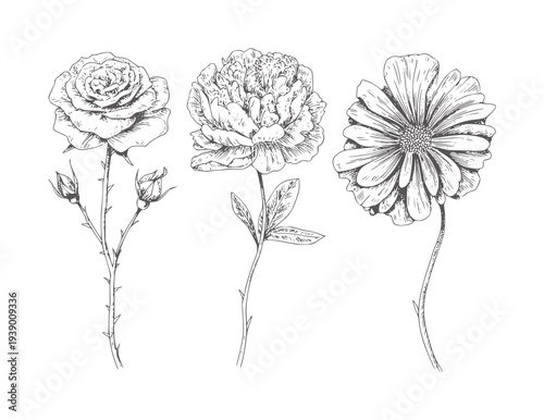 Black and white ink of three different flowers and buds rose peony daisy