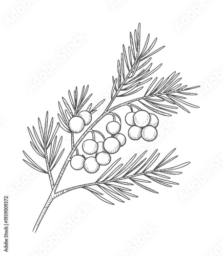 Black and white line of a juniper branch with berries