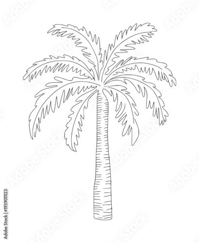 Simple black and white line of a palm tree