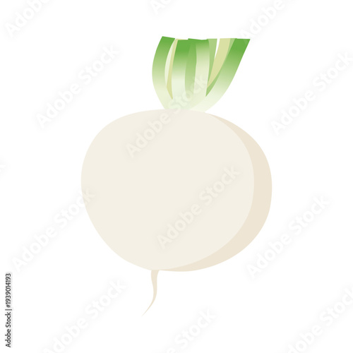 蕪のベクターアイコン、根菜のイラスト素材