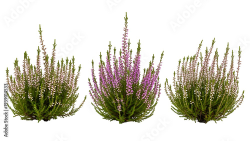 Three flowering plants with green leaves and purple flowers on transparent background