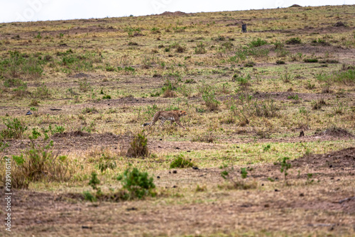 Konstfotografi The cheetah creeps up to a small impala. Kenya, Africa