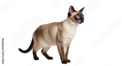 Bild auf Leinwand Isolated blue-eyed seal point Siamese cat stands alert, attentive, observing som