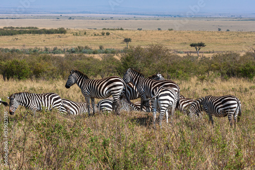 Few zebras in the savannah. Masai Mara, Kenya
