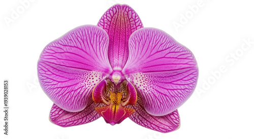 Isolated Vivid magenta Phalaenopsis orchid flower bloom in vibrant hues, no background