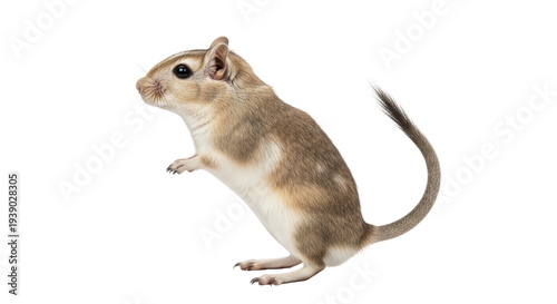 Isolated Merriam's kangaroo rat standing upright on hind legs looking left profile pose