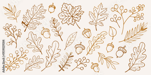 A collection of hand drawn autumn leaves and acorns in warm tones