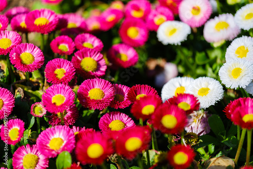 散歩の途中で見つけた春の風景